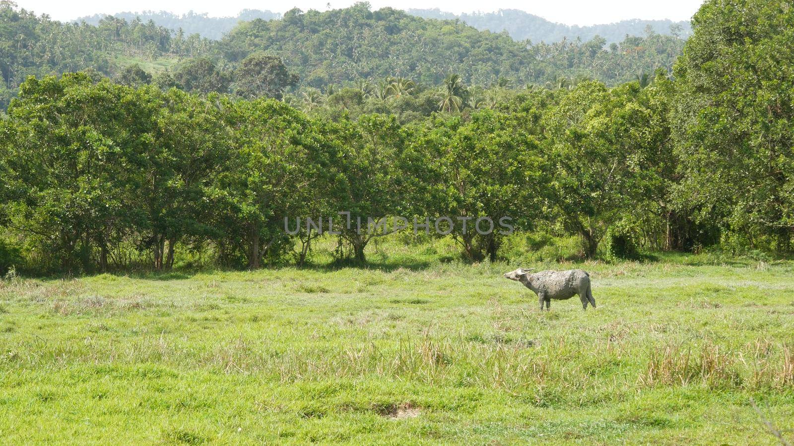 Side view of grey healthy asian water buffalo feeding on pasture with green juicy grass surrounded bright trees. Typical landscape in Thailand. Agriculture concept, traditional livestock in Asia