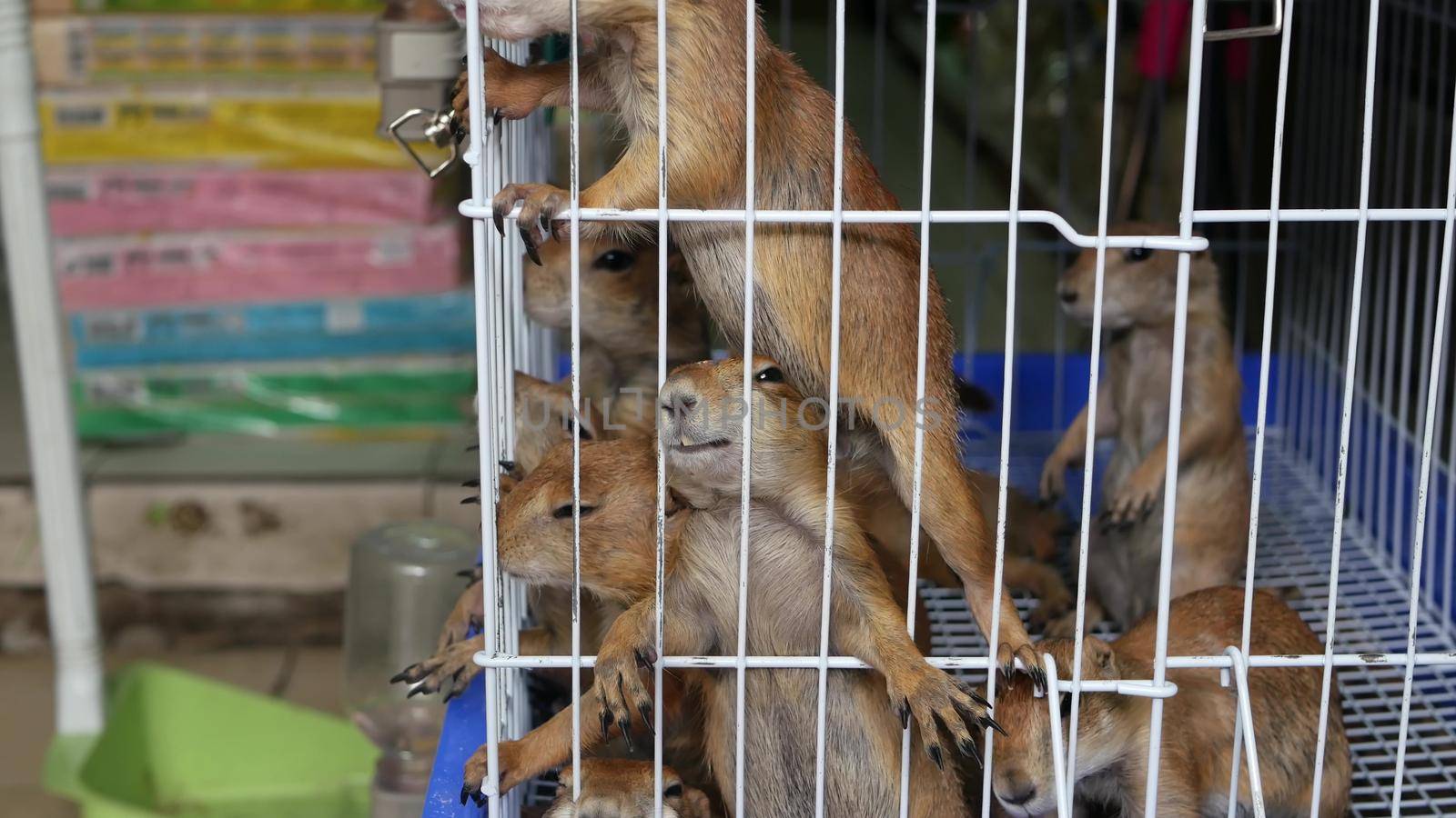 Unhappy cute prairie dog cub suffering, cage on market. Pets for sale. Depressed groundhog asking for food. Funny paws looking for help. Animals standing behind bars. Caged hog family with sad eyes