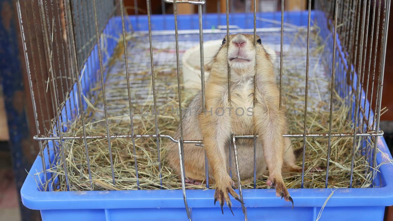 Unhappy cute prairie dog cub suffering, cage on market. Pets for sale. Depressed groundhog asking for food. Funny paws looking for help. Animal standing behind bars. Caged hog with sad eyes. by DogoraSun