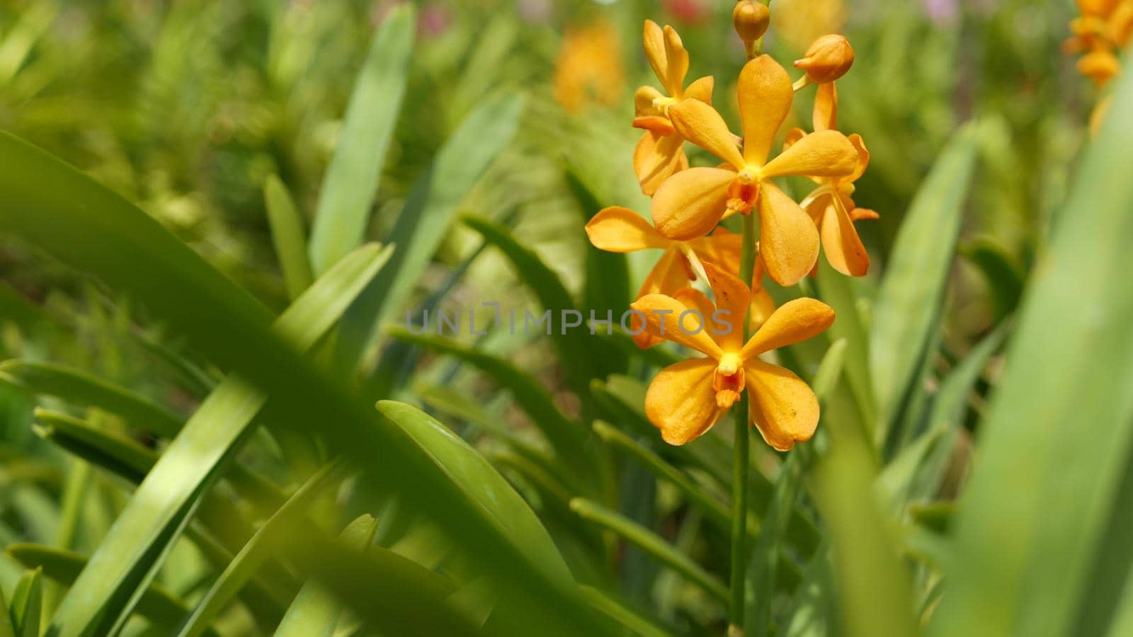 Blurred macro close up, colorful tropical orchid flower in spring garden, tender petals among sunny lush foliage. Abstract natural exotic background with copy space. Floral blossom and leaves pattern.