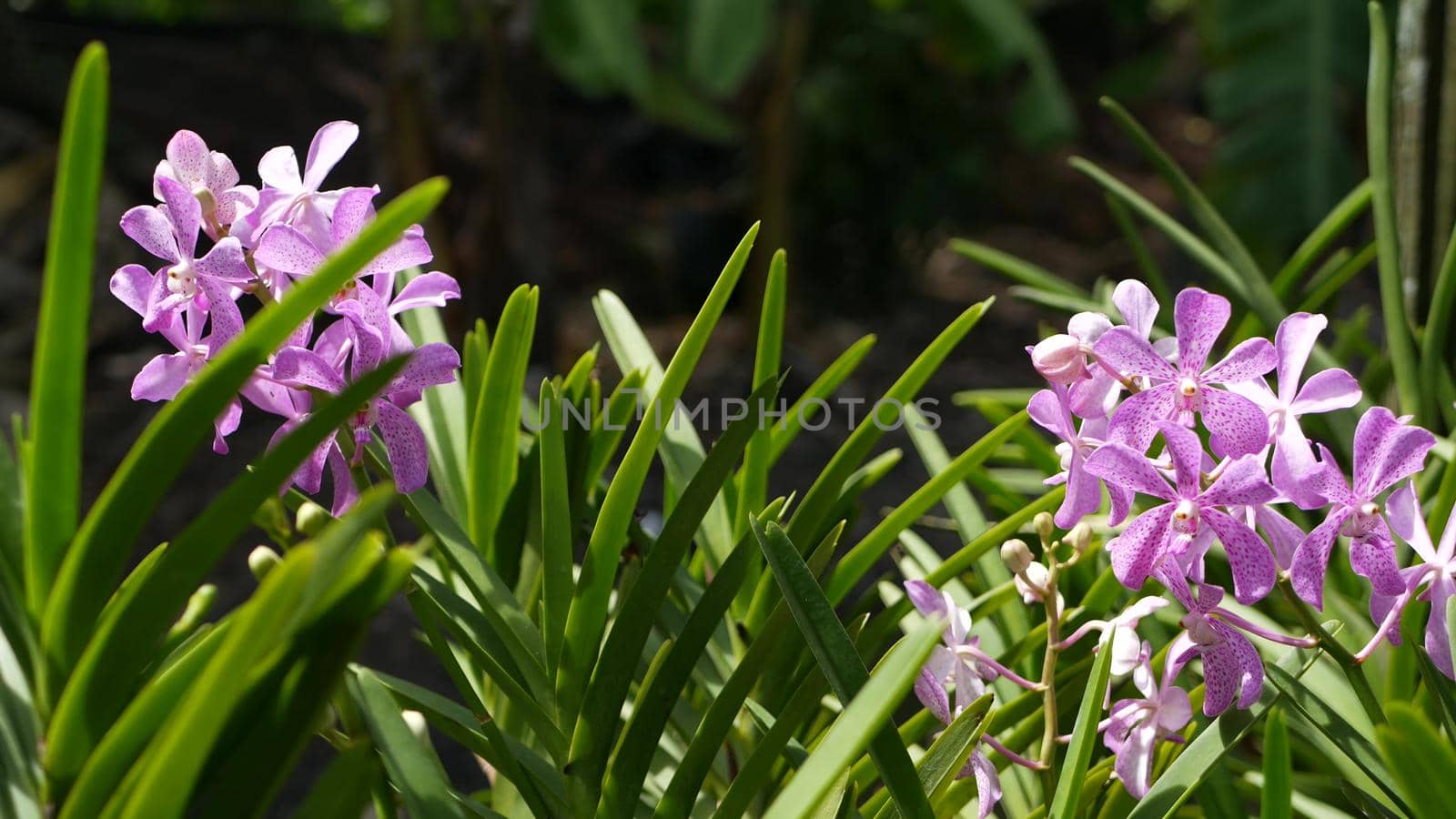 Blurred macro close up, colorful tropical orchid flower in spring garden, tender petals among sunny lush foliage. Abstract natural exotic background with copy space. Floral blossom and leaves pattern.