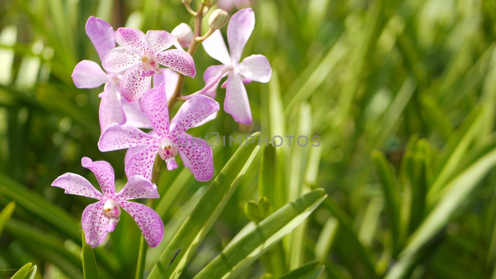 Blurred macro close up, colorful tropical orchid flower in spring garden, tender petals among sunny lush foliage. Abstract natural exotic background with copy space. Floral blossom and leaves pattern.