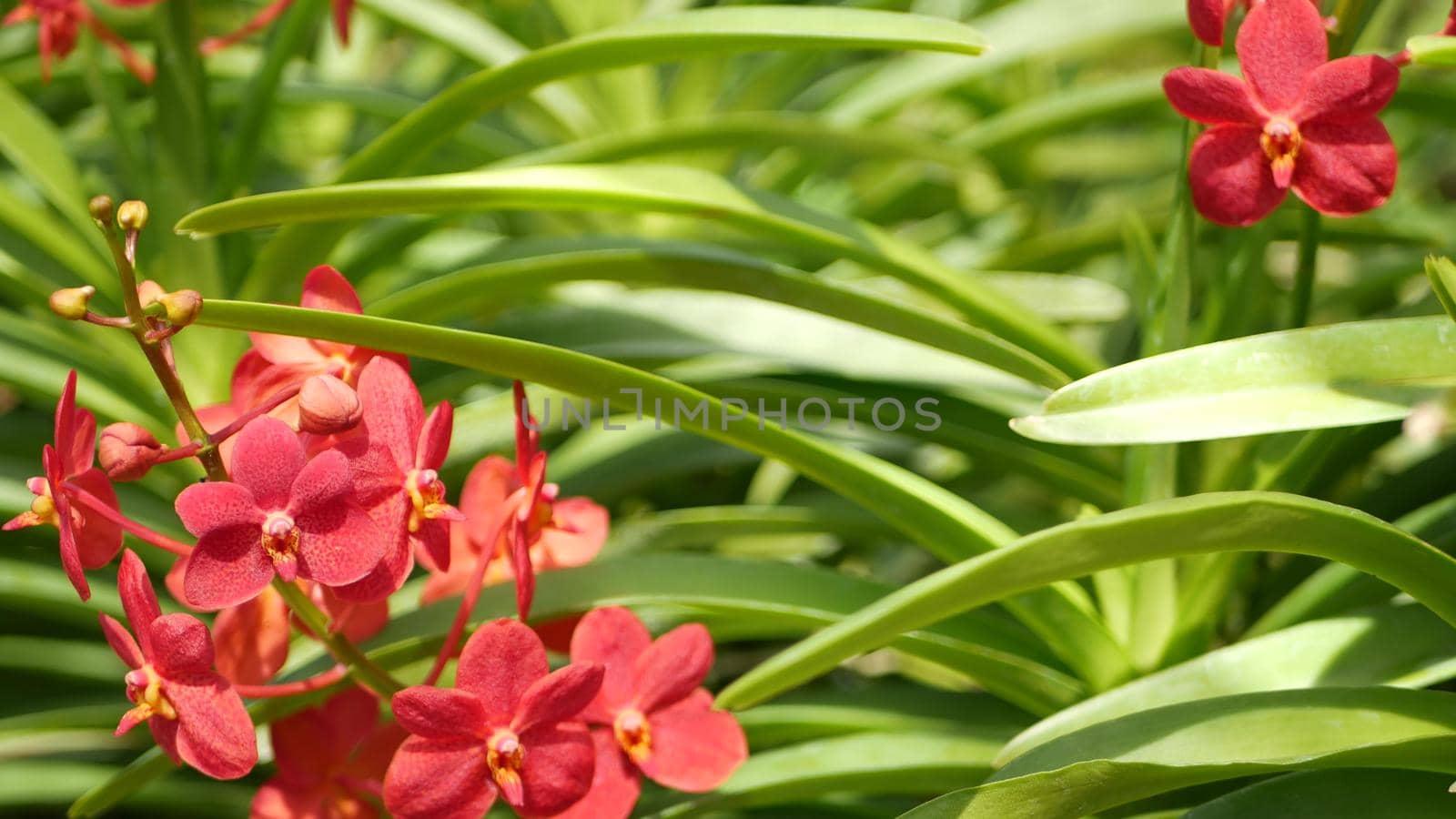 Blurred macro close up, colorful tropical orchid flower in spring garden, tender petals among sunny lush foliage. Abstract natural exotic background with copy space. Floral blossom and leaves pattern.