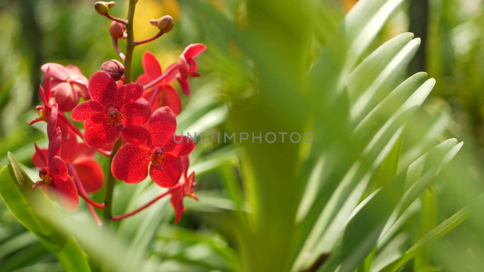 Blurred macro close up, colorful tropical orchid flower in spring garden, tender petals among sunny lush foliage. Abstract natural exotic background with copy space. Floral blossom and leaves pattern by DogoraSun