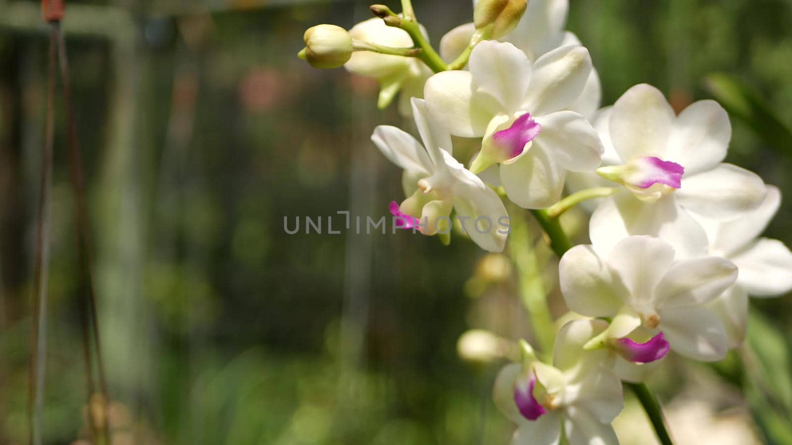 Blurred macro close up, colorful tropical orchid flower in spring garden, tender petals among sunny lush foliage. Abstract natural exotic background with copy space. Floral blossom and leaves pattern.