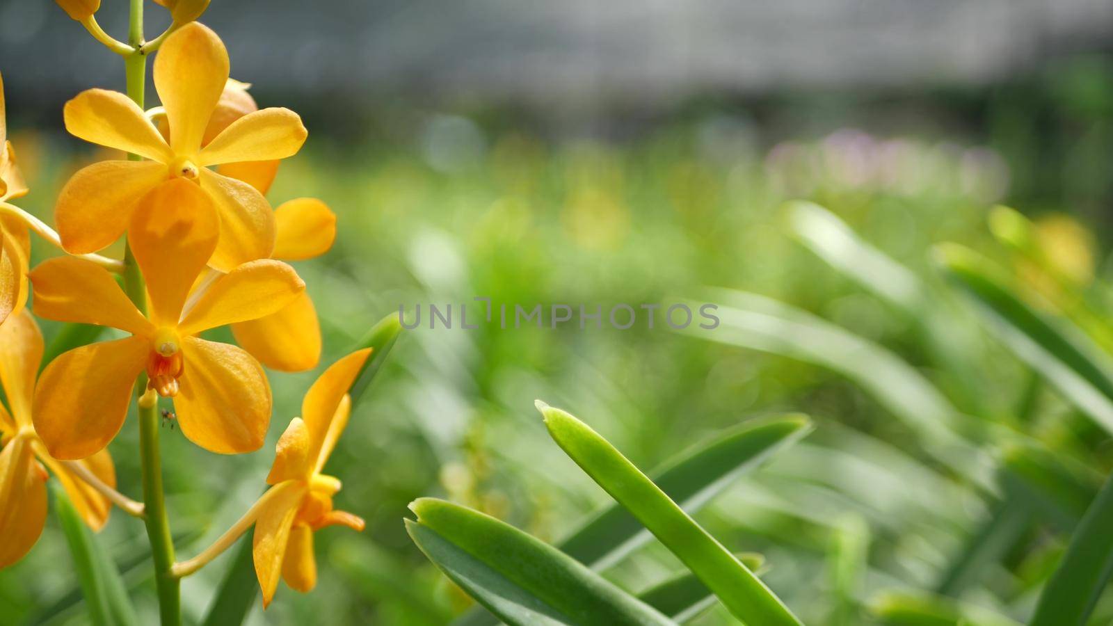 Blurred macro close up, colorful tropical orchid flower in spring garden, tender petals among sunny lush foliage. Abstract natural exotic background with copy space. Floral blossom and leaves pattern.