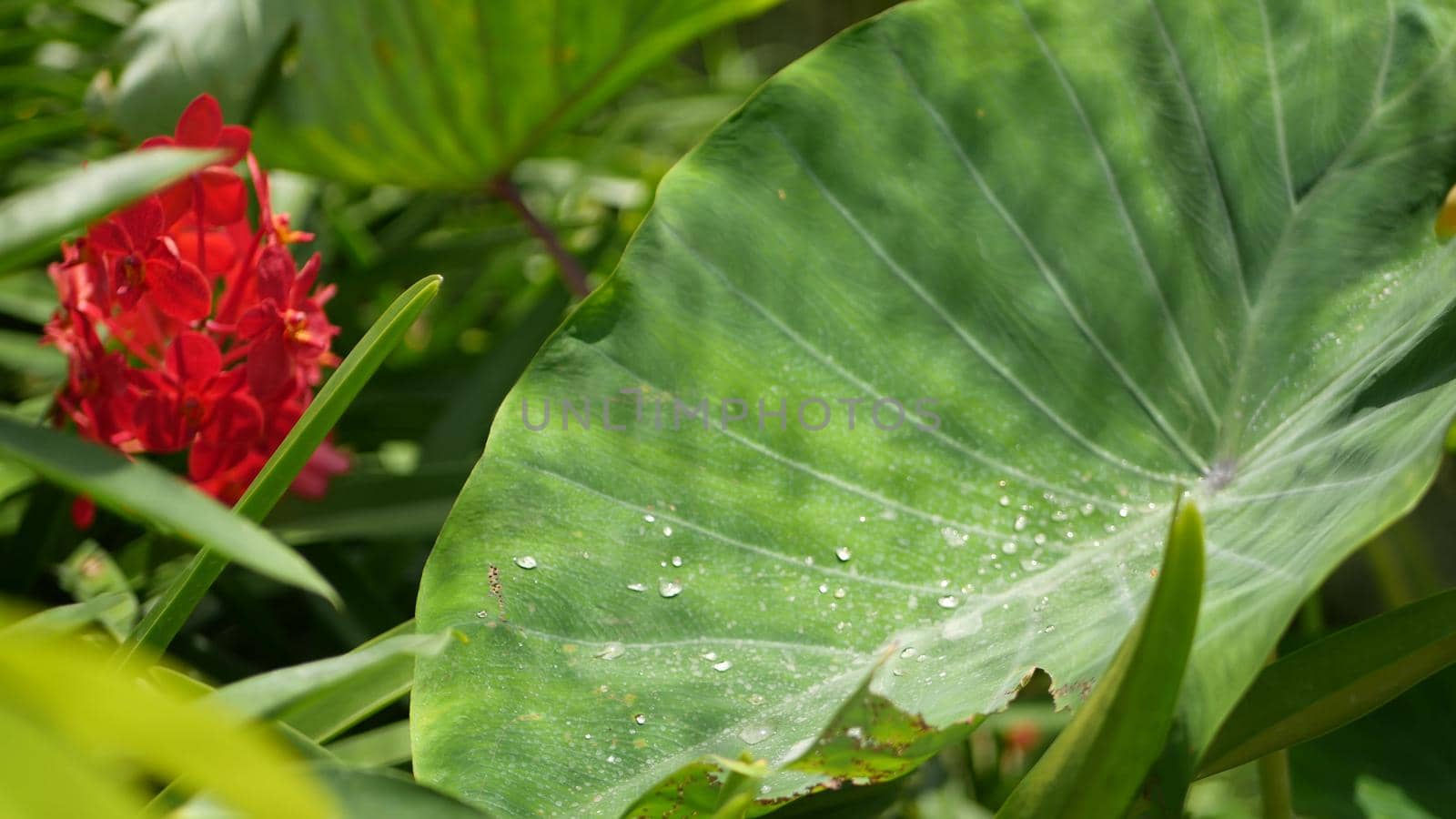 Blurred macro close up, colorful tropical orchid flower in spring garden, tender petals among sunny lush foliage. Abstract natural exotic background with copy space. Floral blossom and leaves pattern.