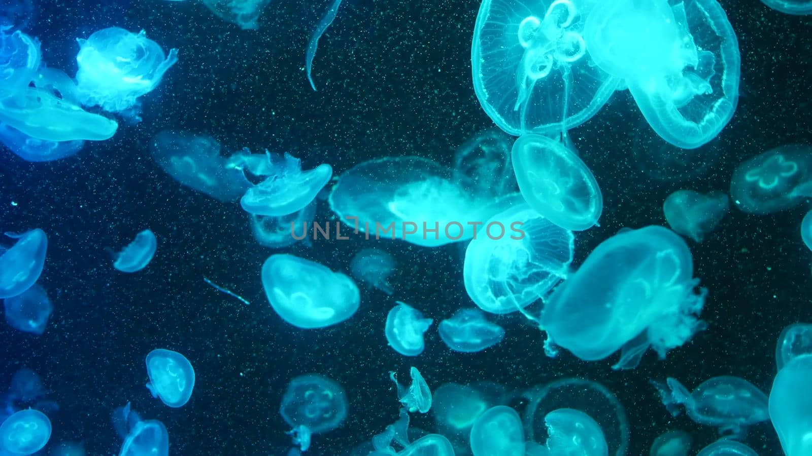 Shiny vibrant fluorescent jellyfish glow underwater, dark neon dynamic pulsating ultraviolet blurred background. Fantasy hypnotic mystic pcychedelic dance. Vivid phosphorescent cosmic medusa dancing.