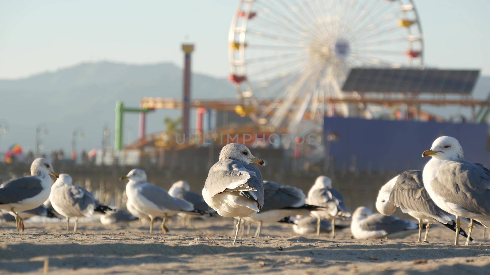 Sea gulls on sunny sandy california beach, classic ferris wheel in amusement park on pier in Santa Monica pacific ocean resort. Summertime iconic view, symbol of Los Angeles, CA USA. Travel concept.