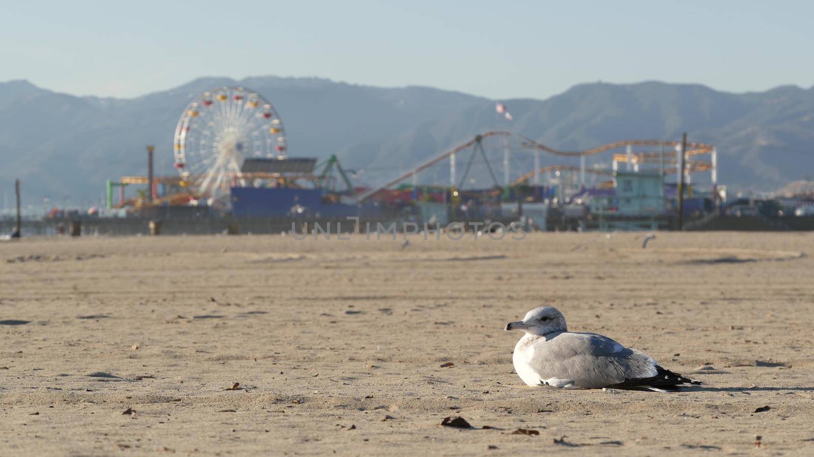 Sea gulls on sunny sandy california beach, classic ferris wheel in amusement park on pier in Santa Monica pacific ocean resort. Summertime iconic view, symbol of Los Angeles, CA USA. Travel concept.