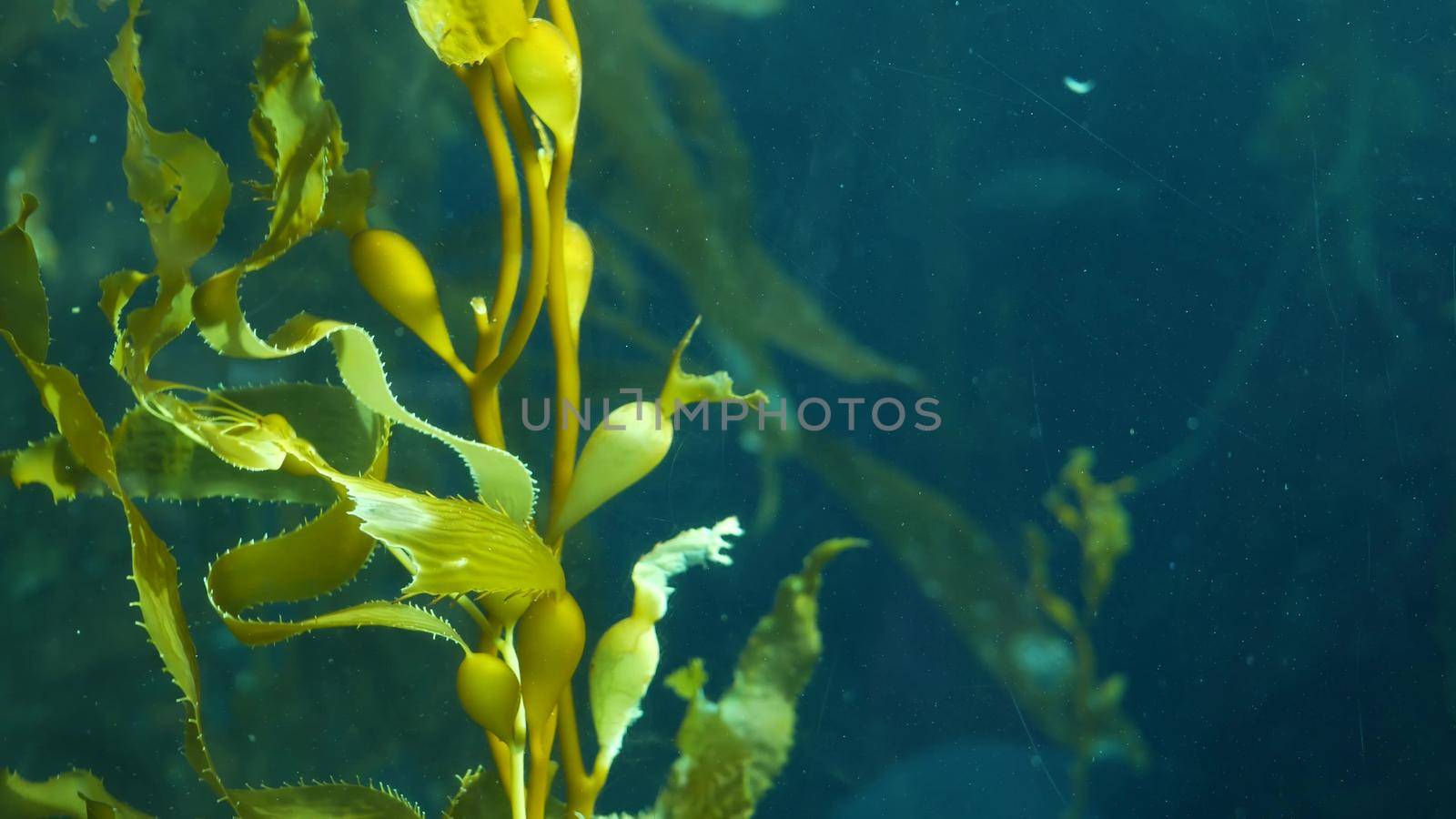 Underwater seamless looped close up of swaying Giant Kelp forest. Sun rays through jade green Seaweed leaves. Diving, Aquarium and Marine concept. Sunlight pierces emerald vibrant exotic Ocean plant.
