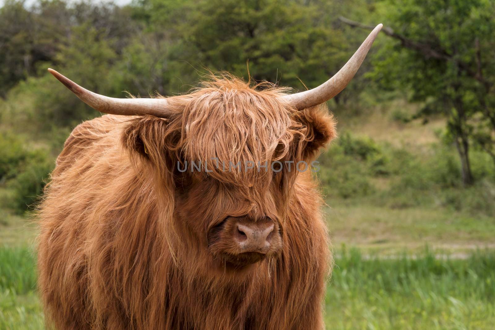 wild galloway deer in the dunes of holland