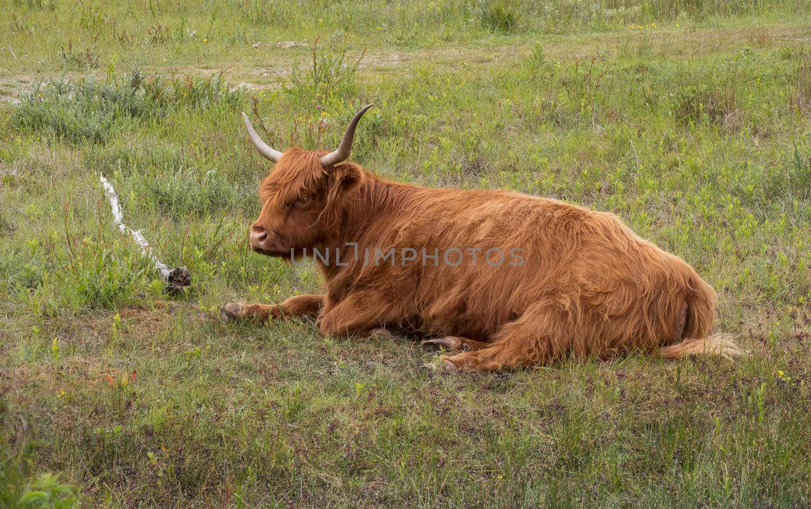 wild galloway deer in the dunes of holland