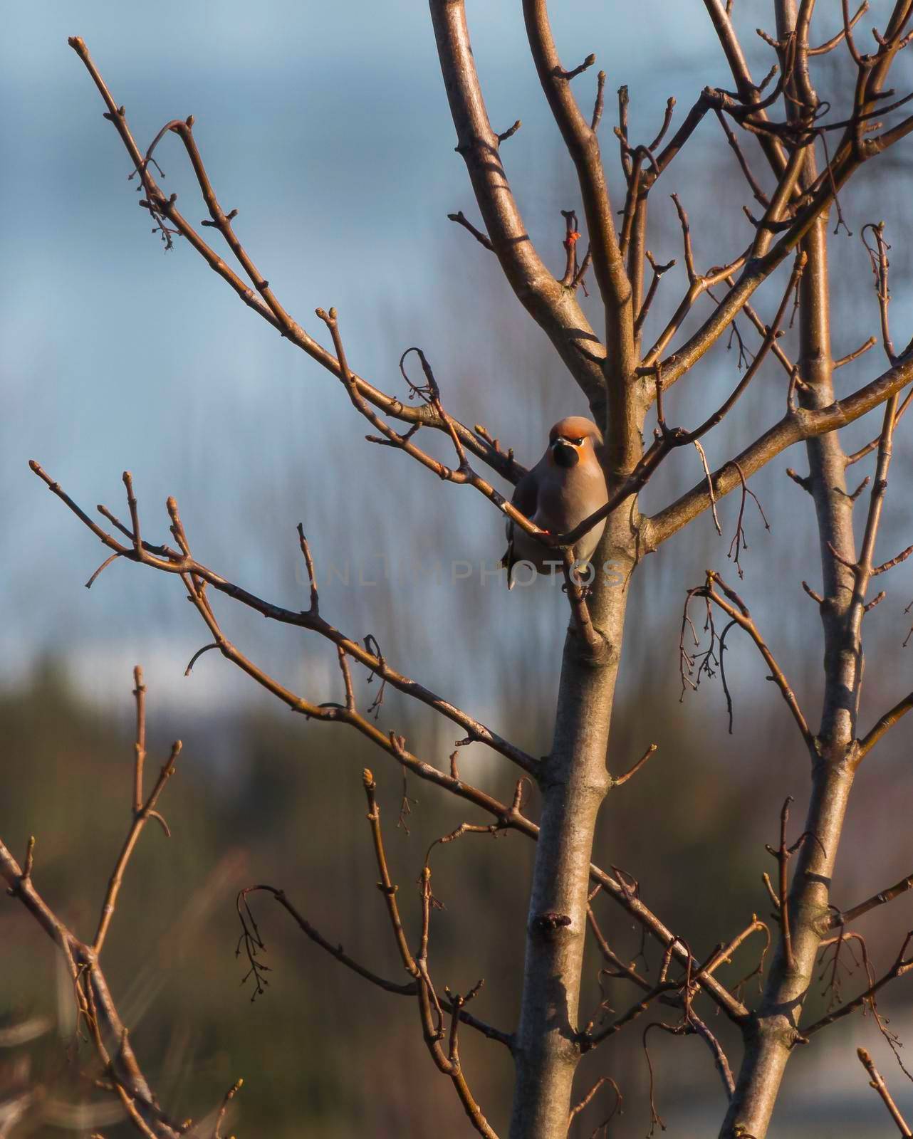 Waxwing Bombycilla garrulus feeding in the dunes of hoek v holland in the netherlands