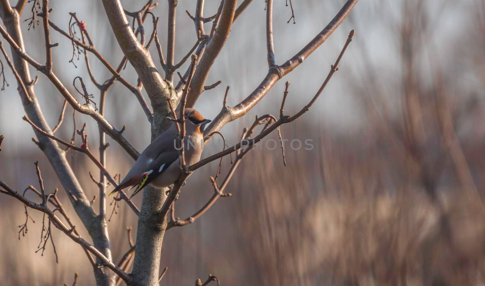 Waxwing Bombycilla garrulus feeding in the dunes of hoek v holland in the netherlands