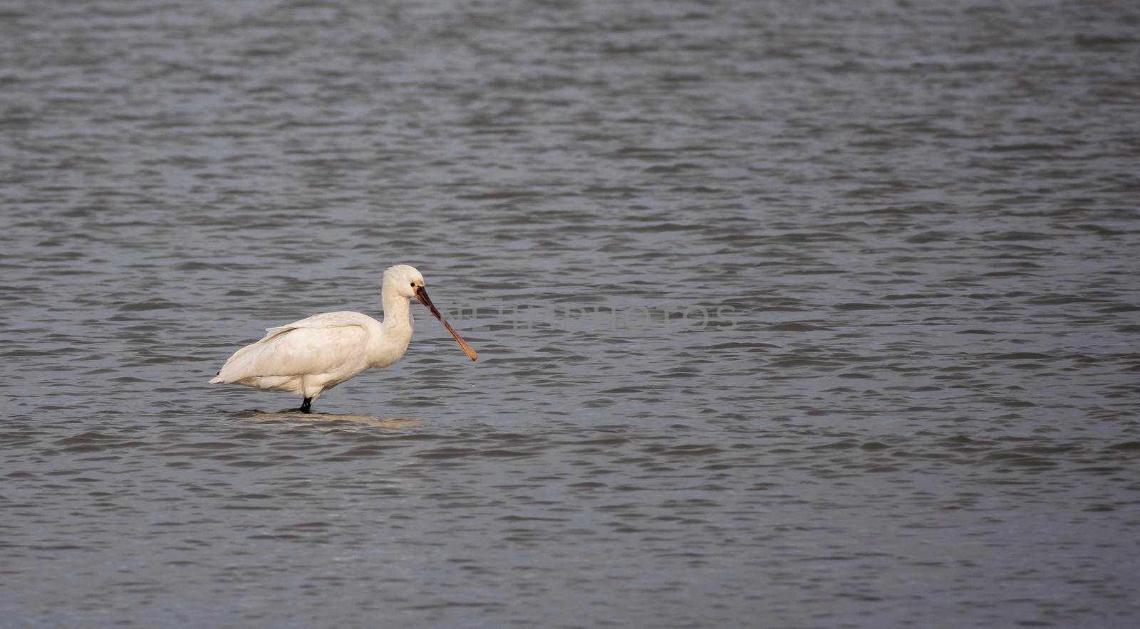 one eurasian spoonbill bird in the northsea in holland during winter