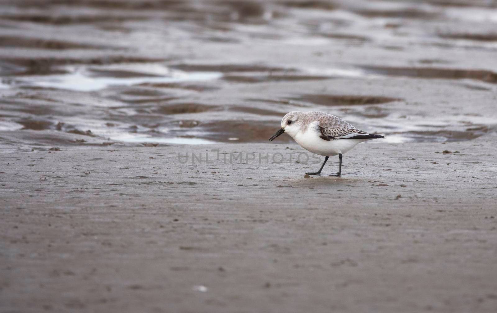 stilt walker or calidris alba bird at the coastline in holland