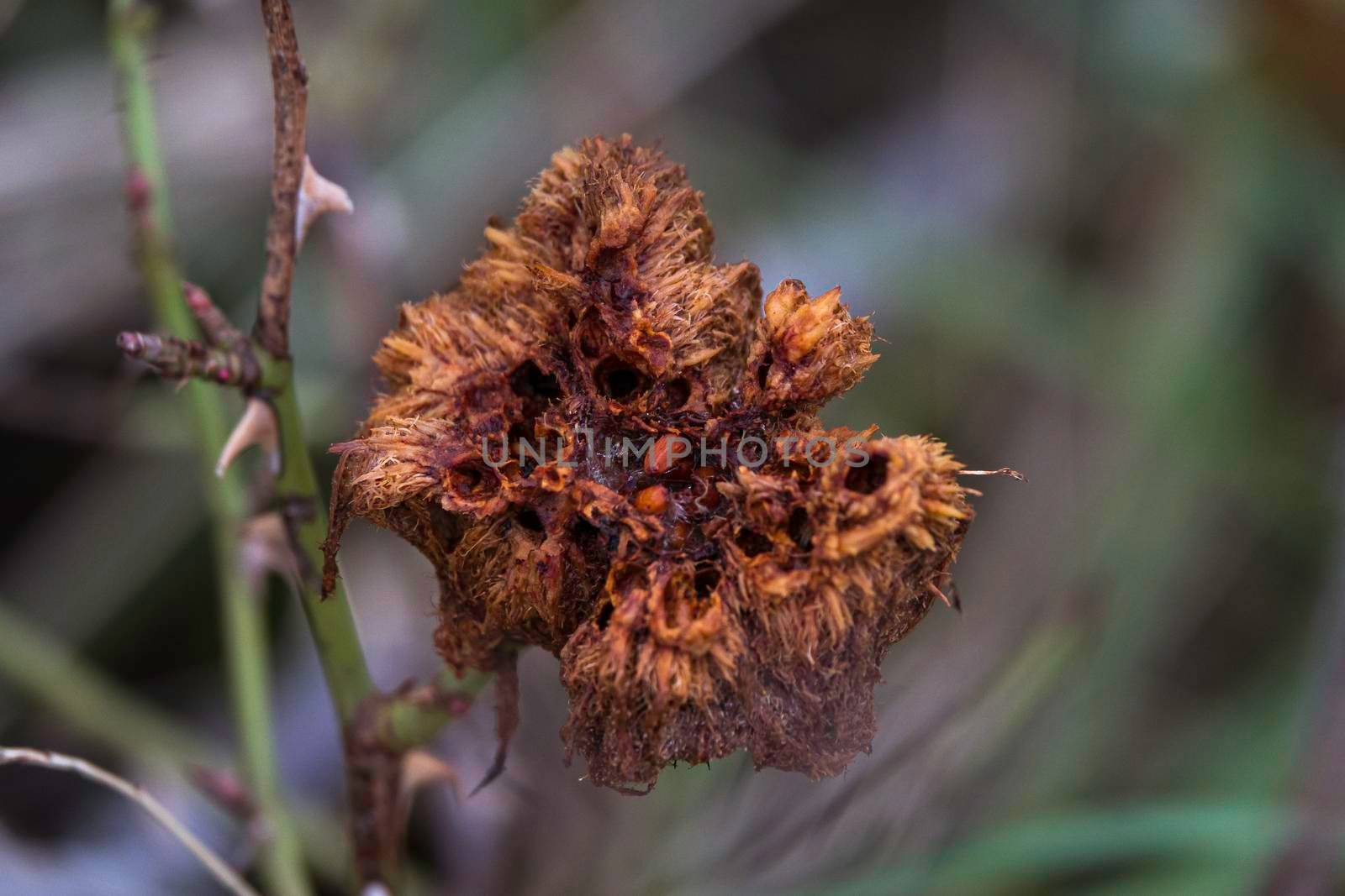 dead flower of a rose hip in hte winter in the forest