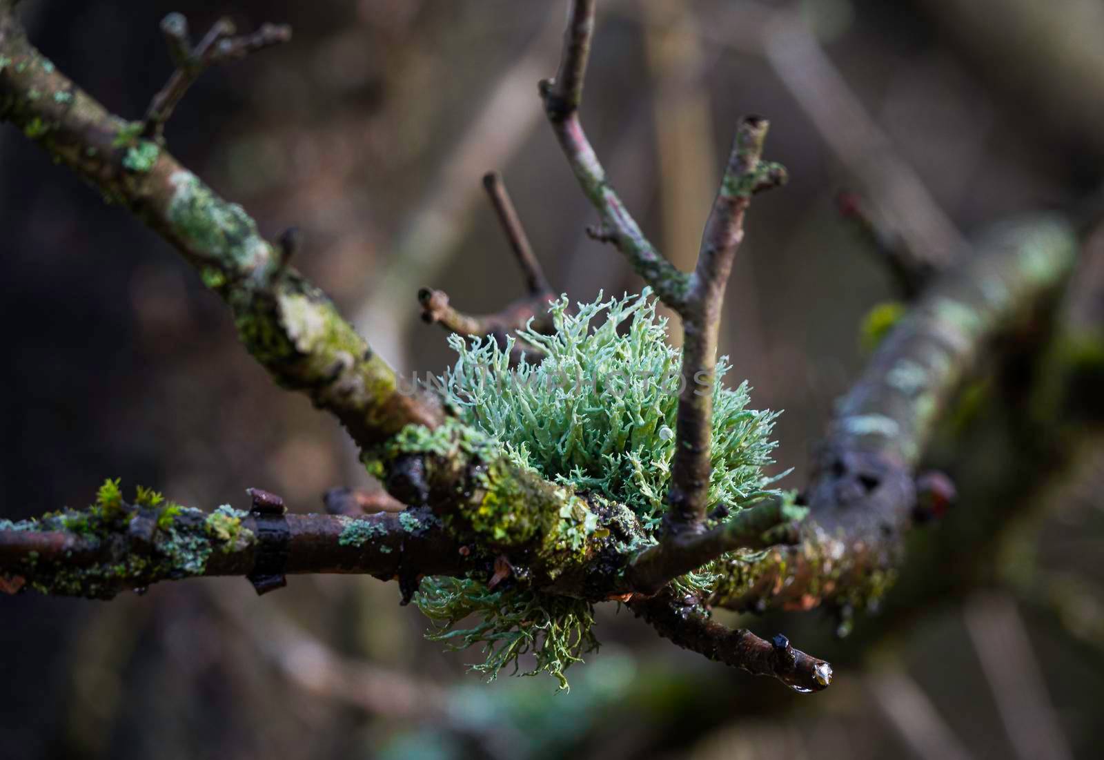 corall moss or Nertera granadensis on a branch in the forest during winter time in holland