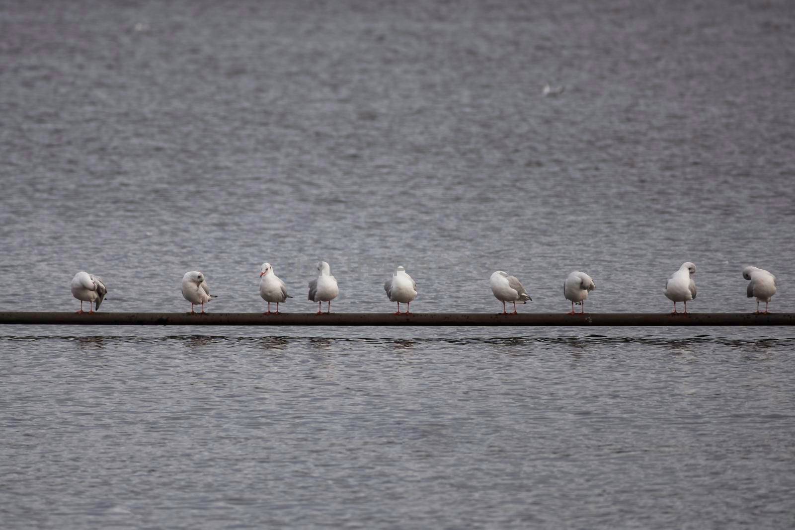 a row of seagulls on a beam above the water in holland