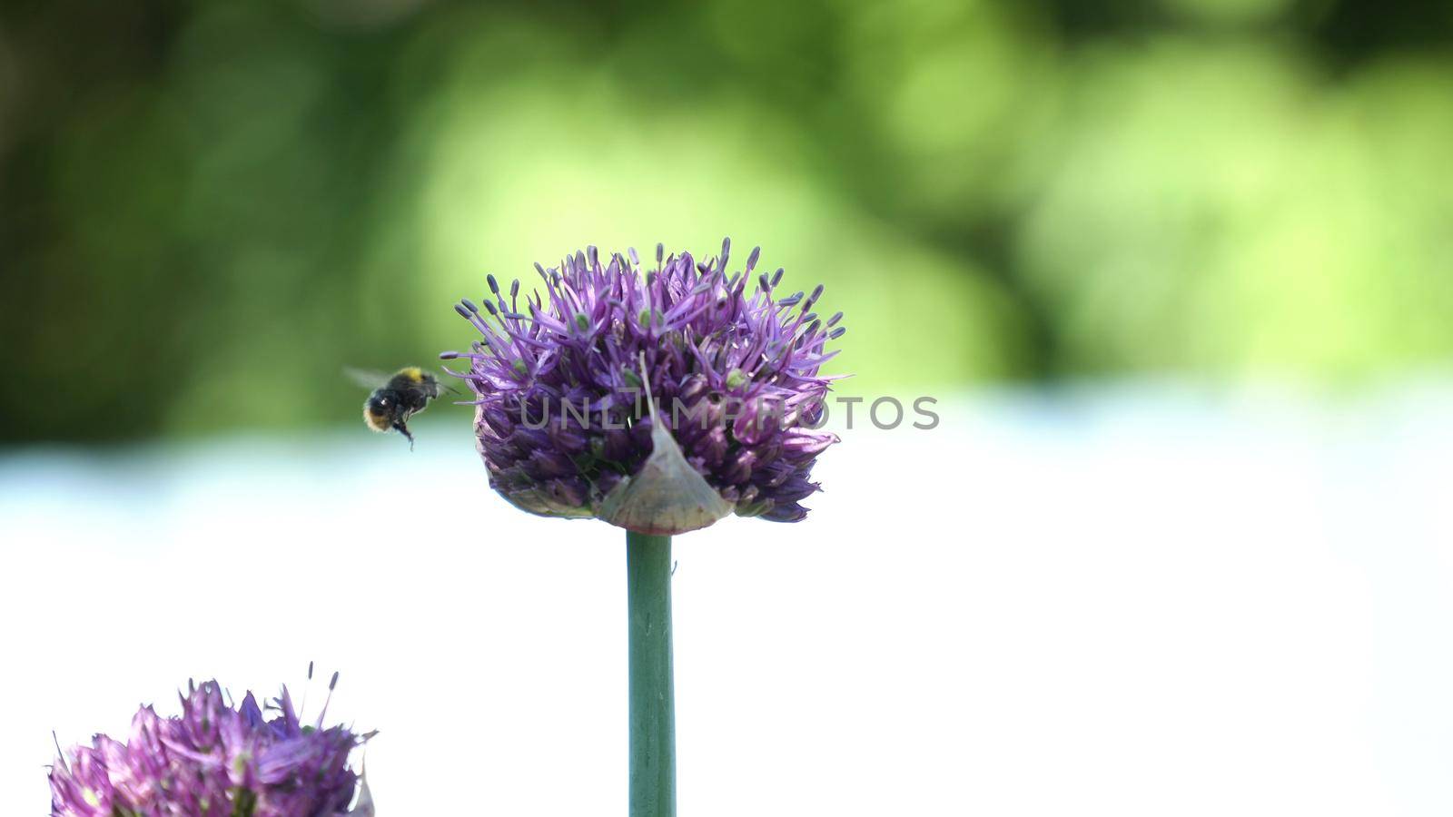 Bee on purple flower. Bee collects nectar from a flower in sunny summer day,macro. Honeybee on Flower.
