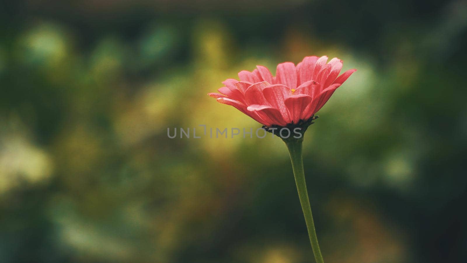 Closeup on beautiful red flower.Wildflowers,colorful wildflowers blossoming in field.A wildflower meadow.Macro:beautiful rural landscape.