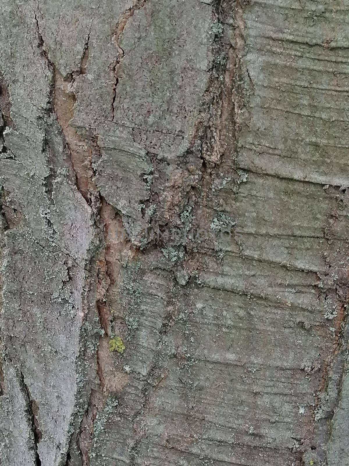 Close up of grey old wood with mossy and cracks textured pattern by Lenkapenka