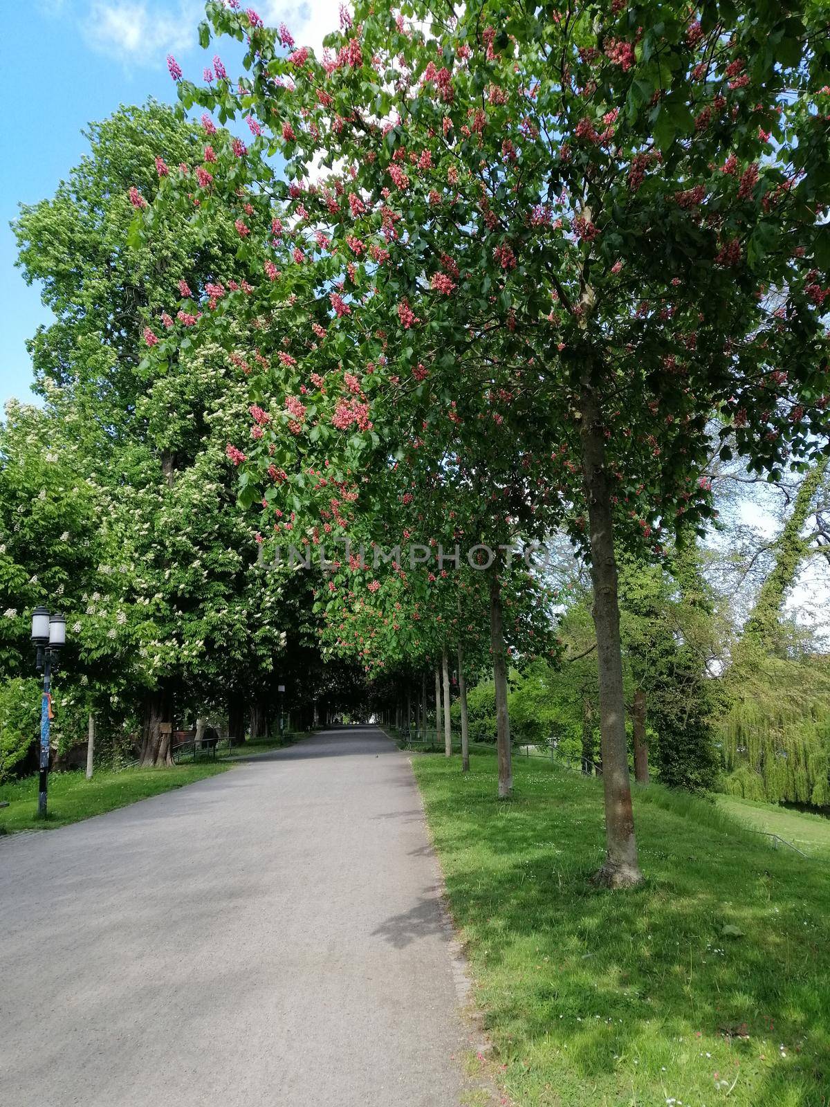 Park near the city of Greifswald. The inner city of greifswald, germany.