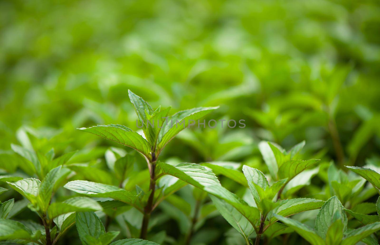 juicy summer greens. Mint plant grow at the vegetable garden by aprilphoto