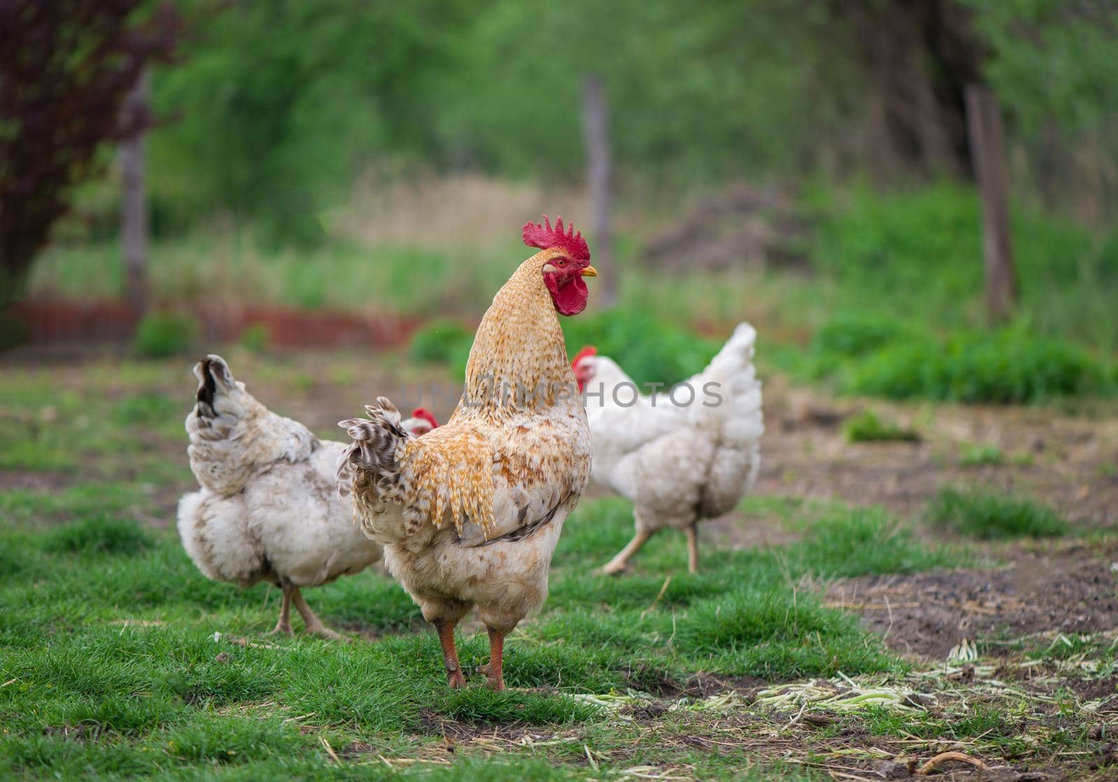 Rooster and Chickens. Free Range Cock and Hens.