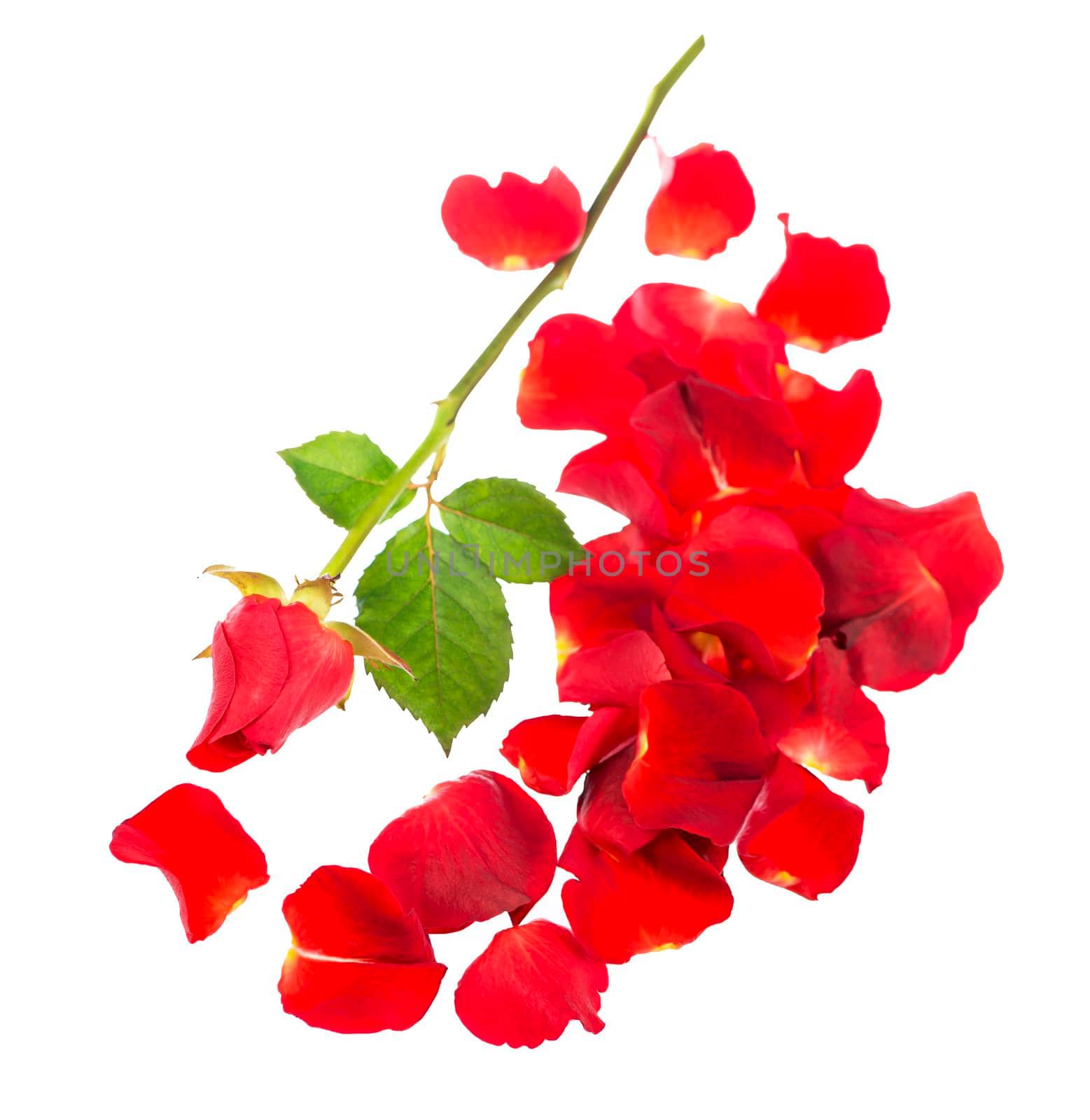 Red rose petals isolated over the white background.