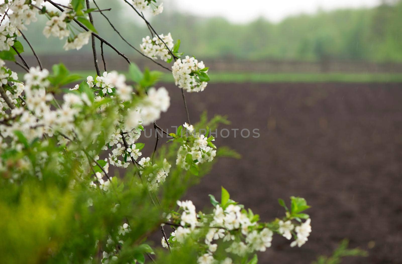 plowed field and a branch of blossoming paradise apple blooming apple trees by aprilphoto