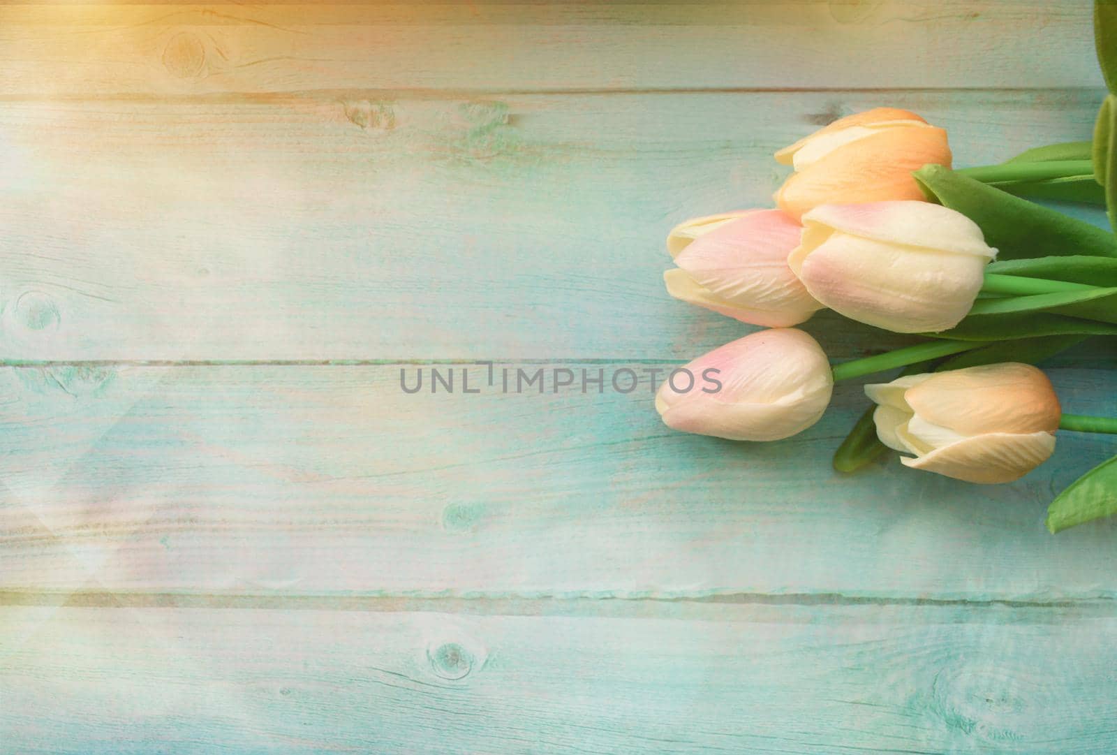 Spring pink tulips flower on color wooden background. Tulip, gardening concept. Top view, copy space for your text.
