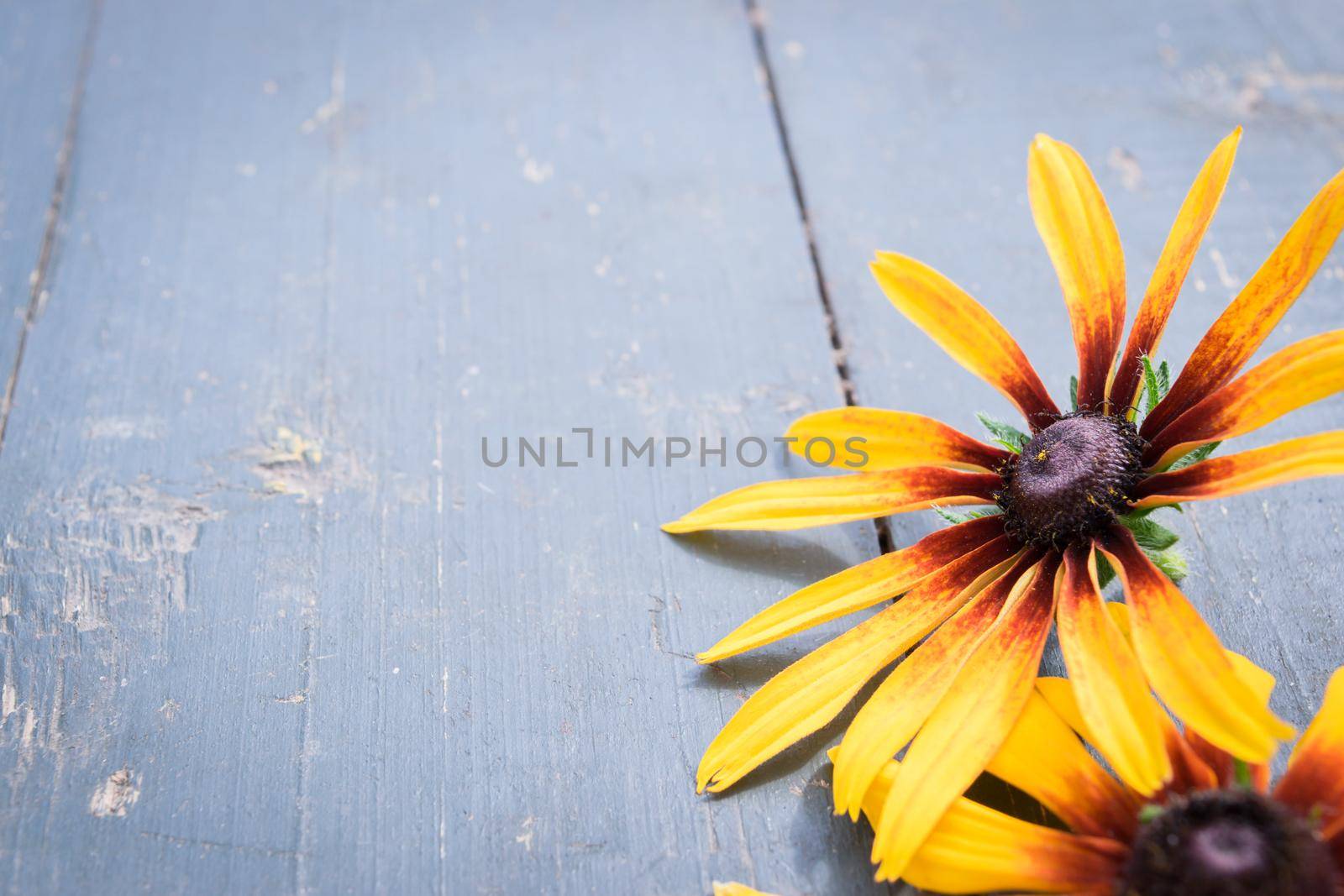 Garden flowers over old blue wooden table background. Backdrop with copy space