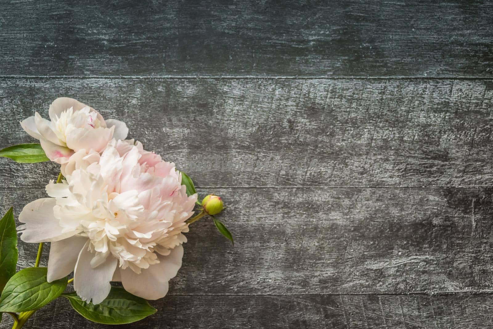 Gentle romantic peonies on dark wooden background with copyspace. Top view