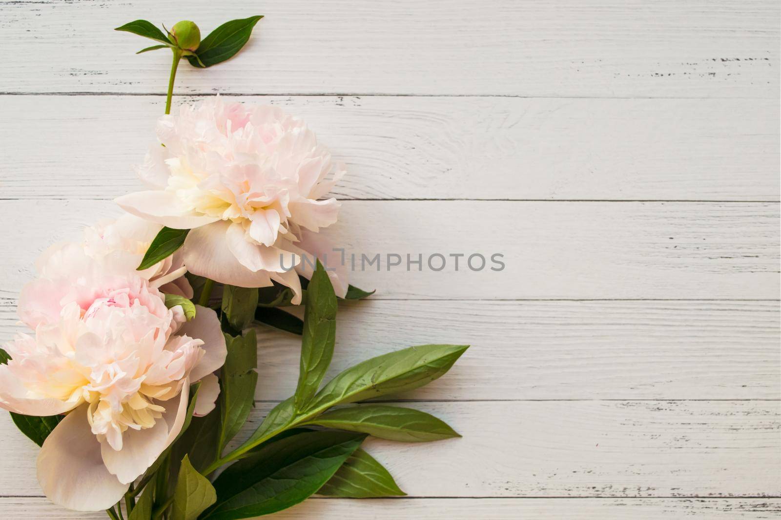 Gentle bouquet of peonies on light wooden background with copyspace