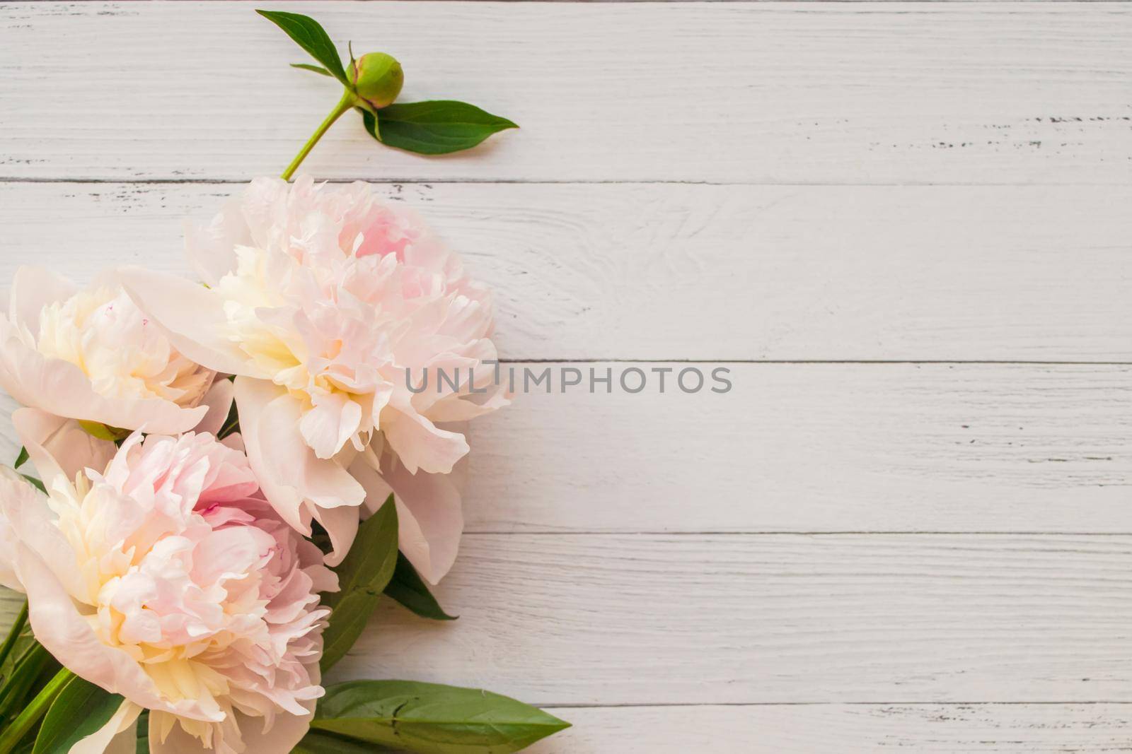 Gentle romantic peonies on light wooden background with copyspace