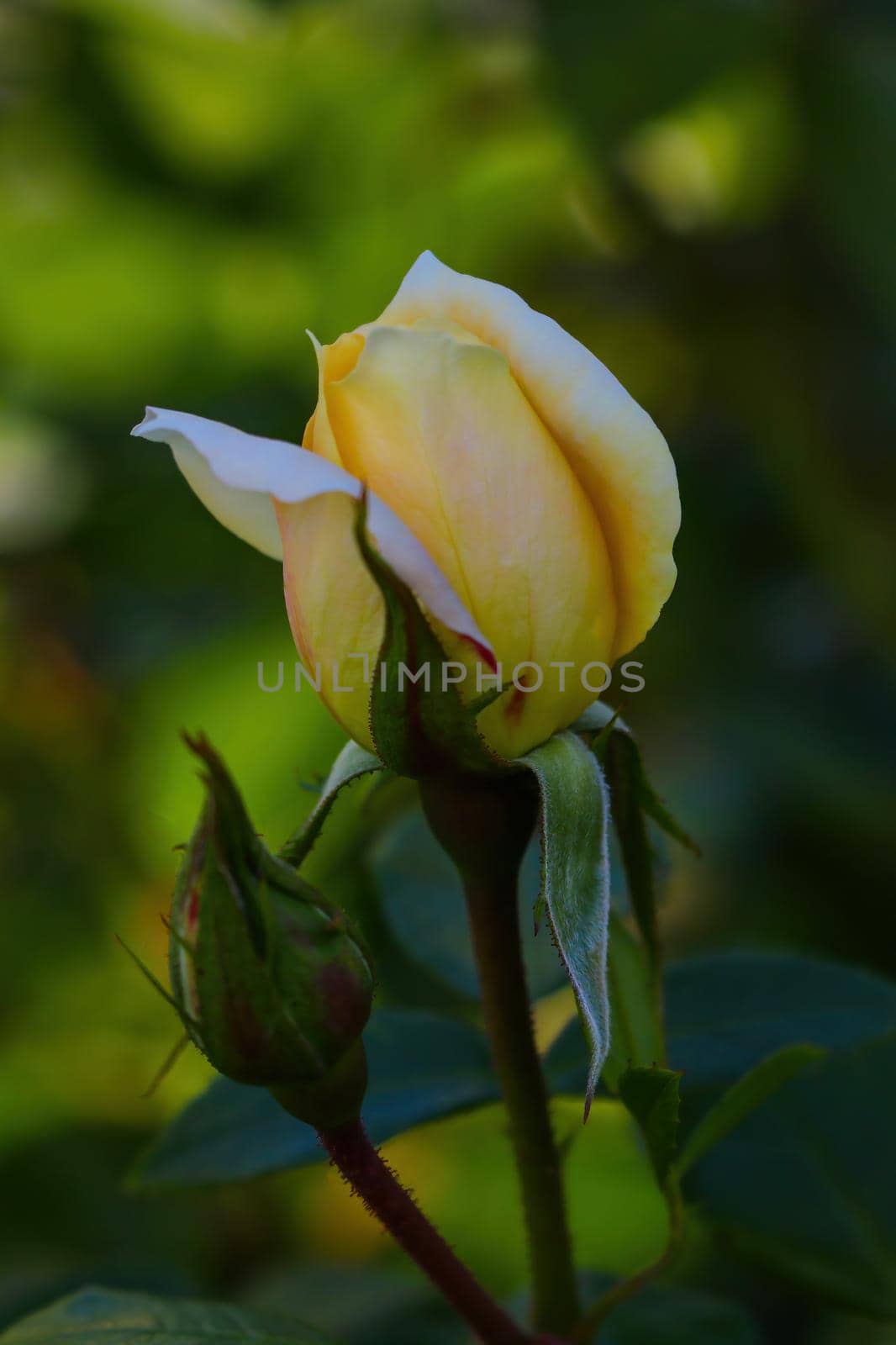 A beautiful light rose flower blooms in the garden