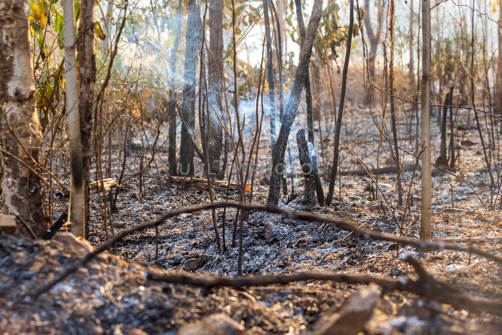 After rain forest fire disaster is burning caused by humans