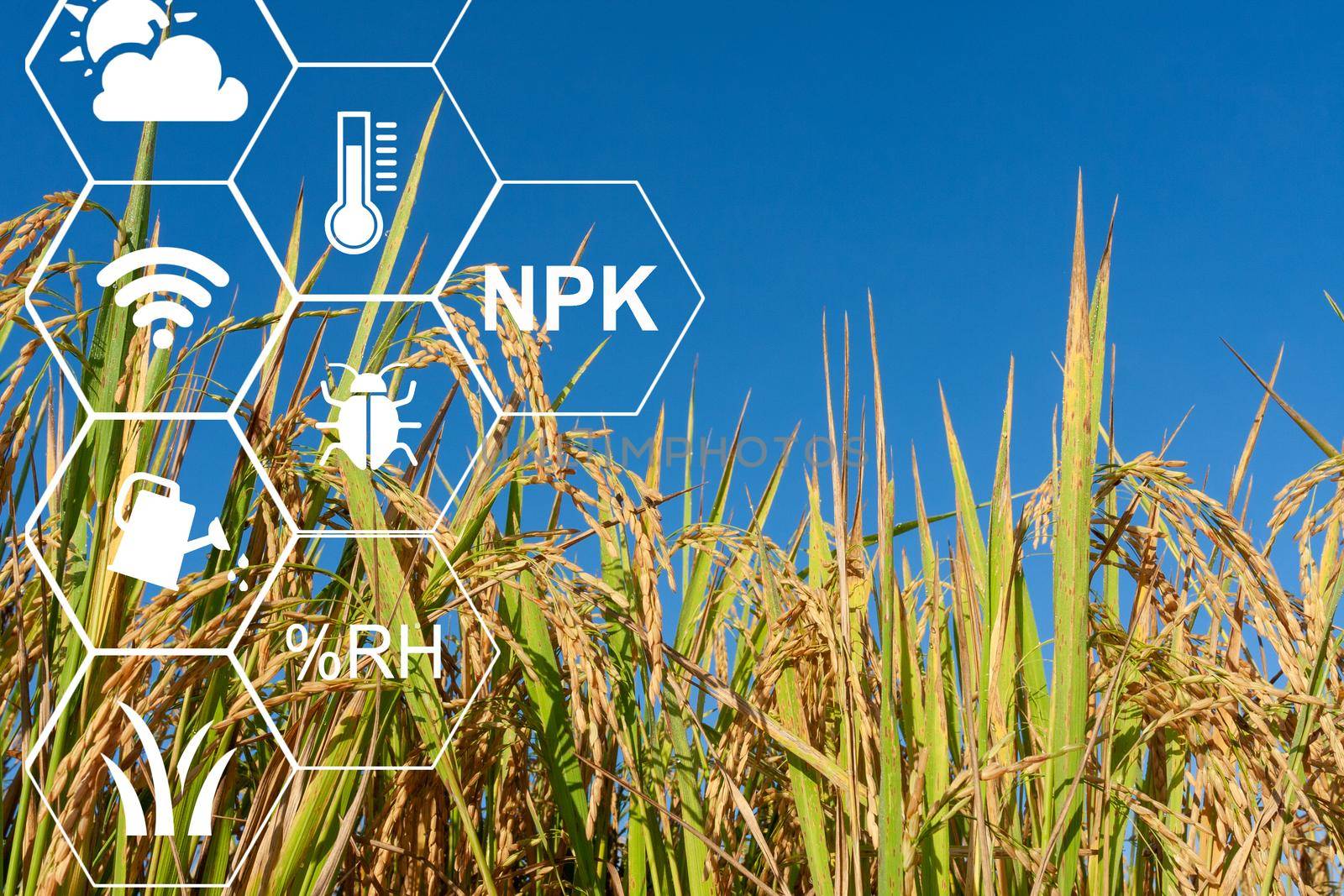 Farmer using computer control for management , monitoring and detect with the sensor in the rice field.