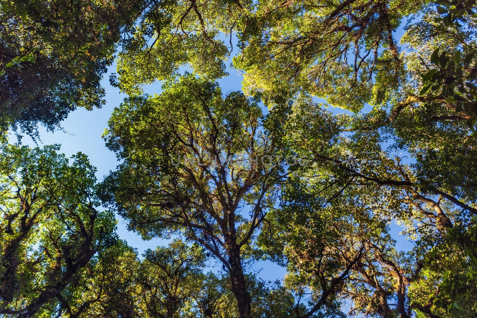 Hill Evergreen Forest in northern Thailand.  by toa55