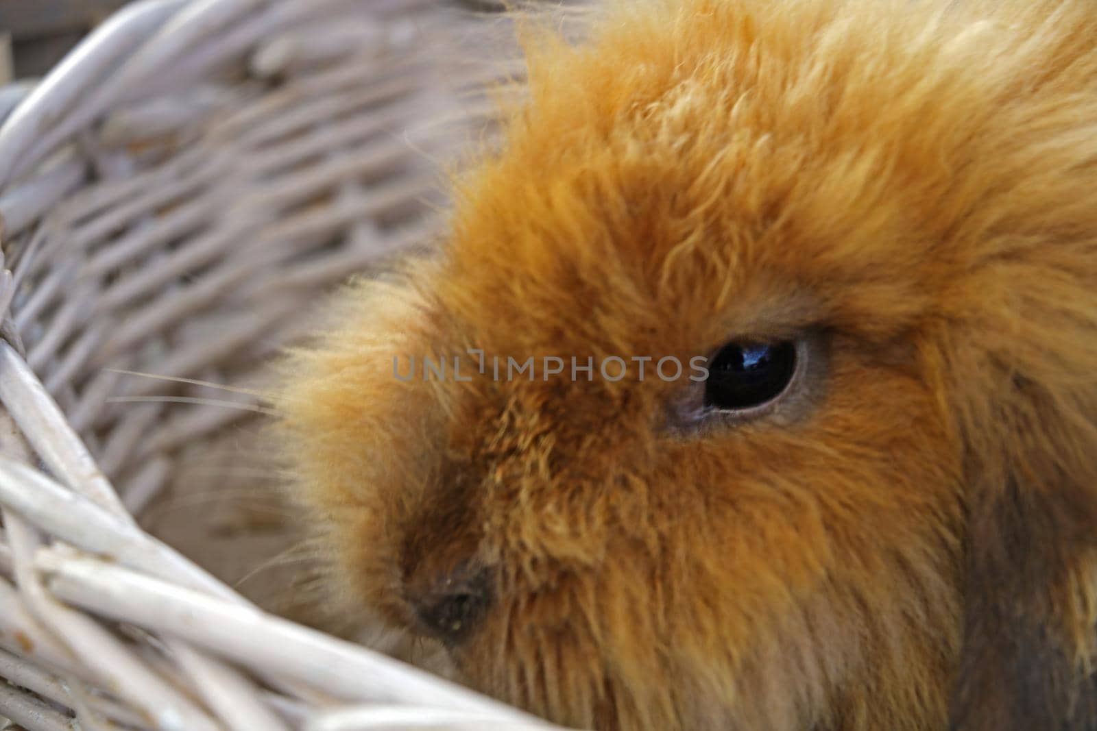 Out of focus. The ginger rabbit sits in a white basket. Easter