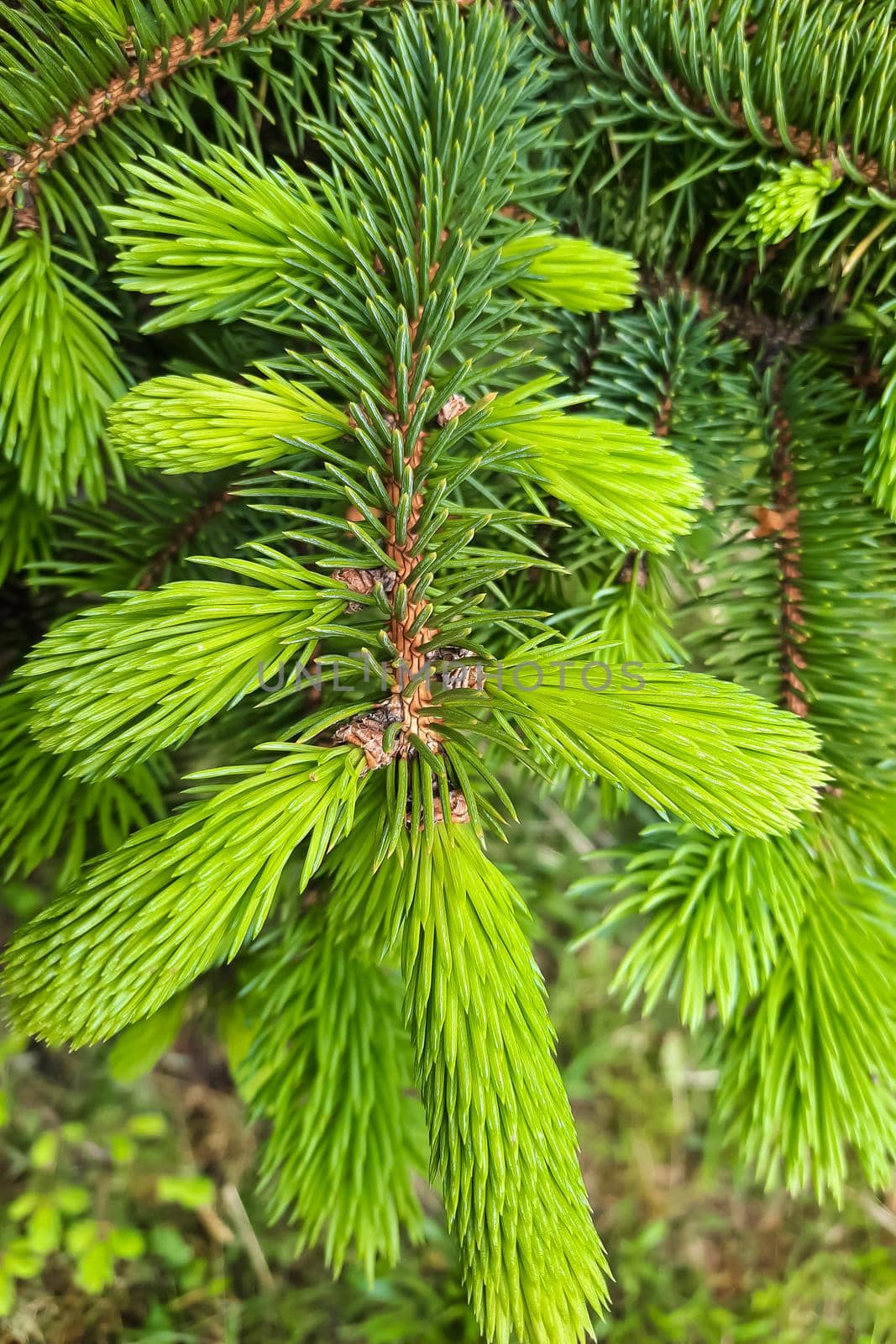 Beautiful young green branch of fir in the forest. by kip02kas
