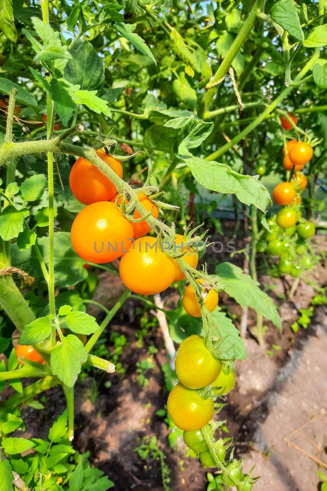 Homemade small tomatoes grow on a sunny day