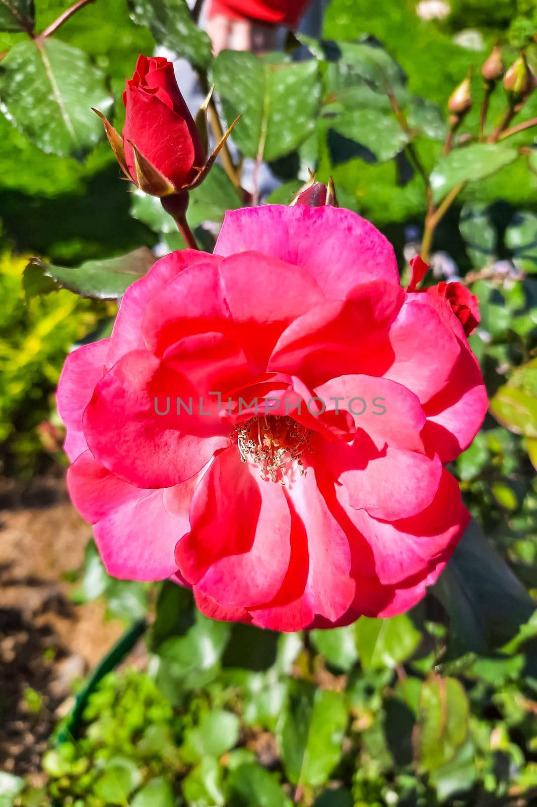 Blooming garden rose in spring. Selective focus. by kip02kas