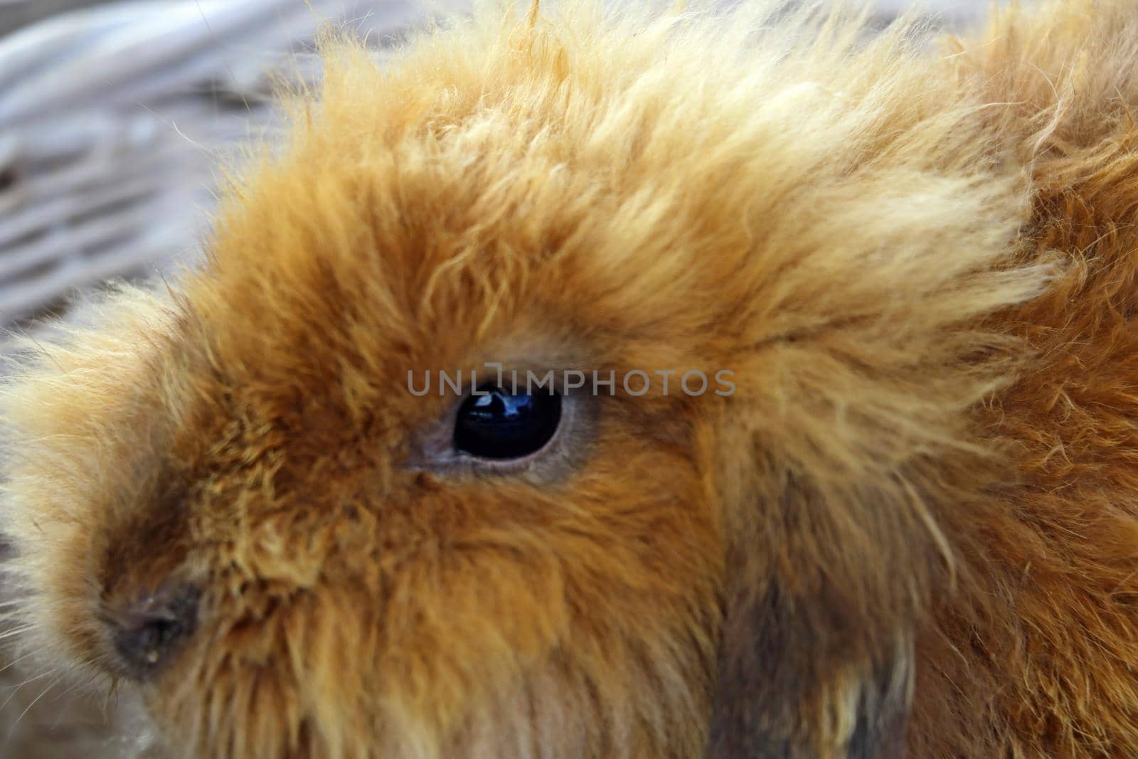 Out of focus. A beautiful ginger rabbit is sitting close-up in a basket