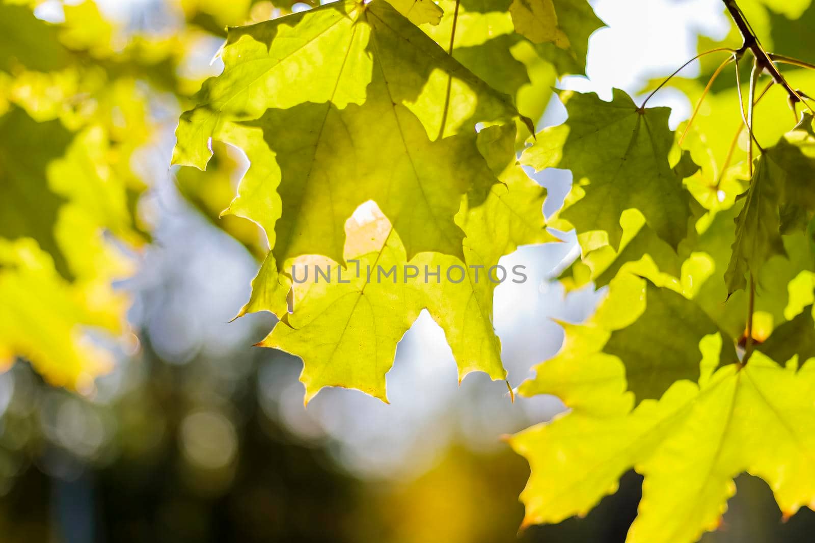 Green maple leaves in the autumn sun. by Yurich32