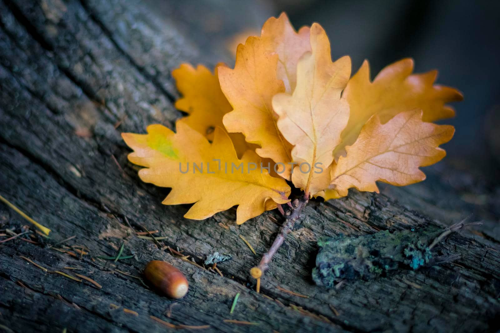 Yellow oak leaves on a log with acorn. by Yurich32