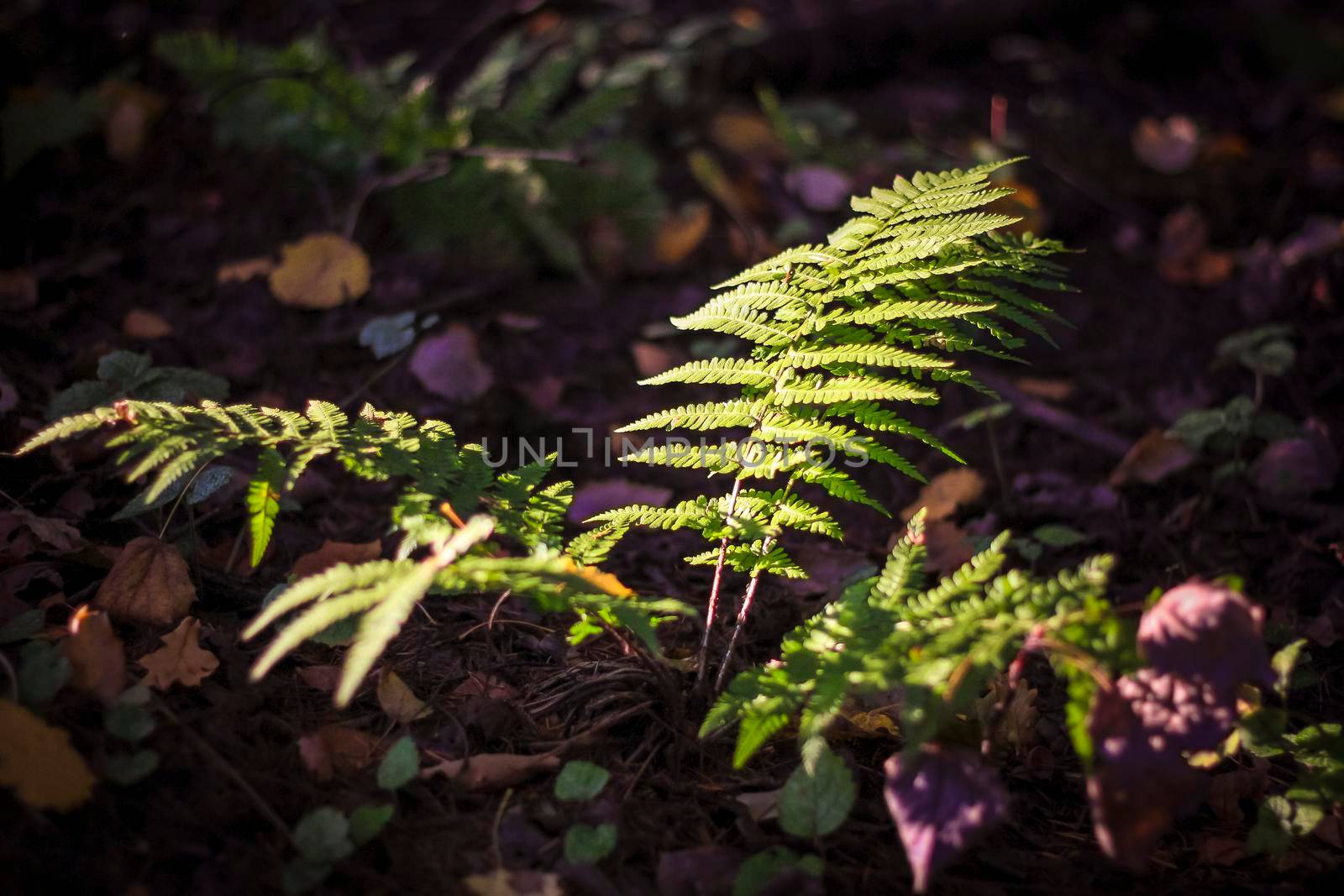 Green leaf texture: beautiful fern leaves green foliage natural flower fern background in sunlight. Close-up of green fern leaves, tropical evergreen forest