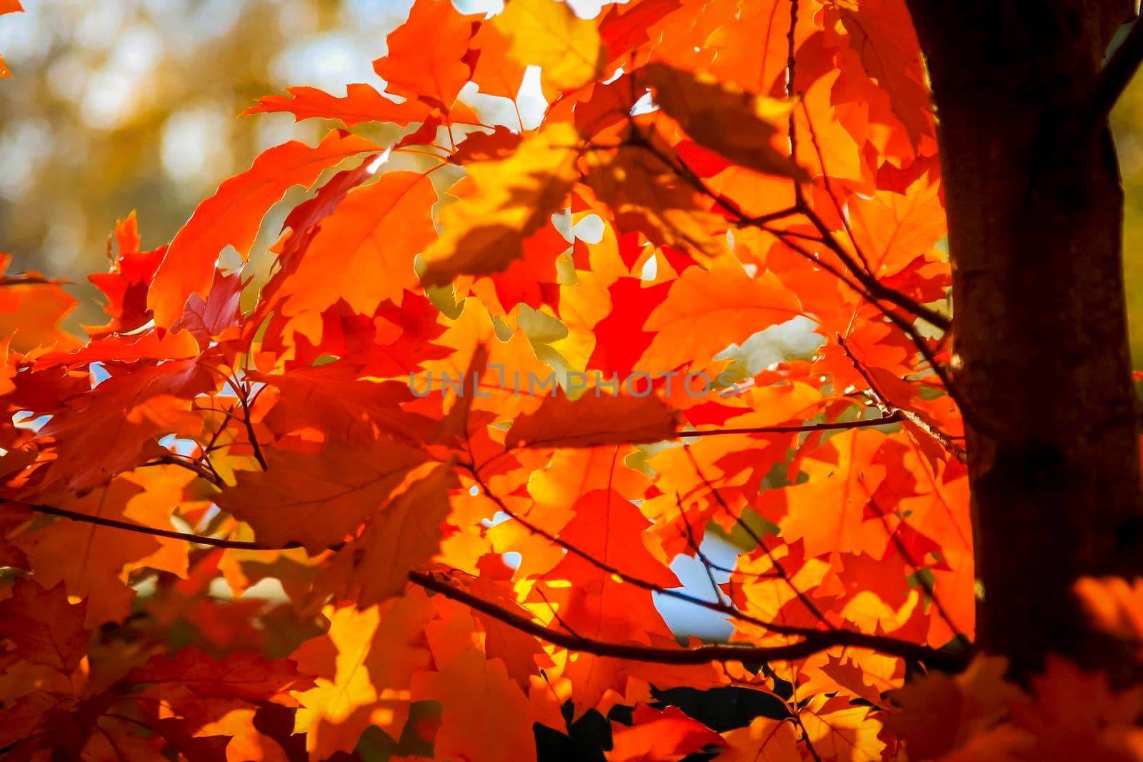 Red maple leaves against a blue sky in the autumn sunlight. In the park on a sunny day.